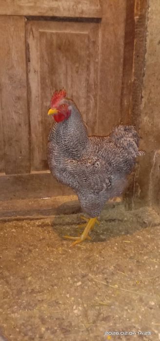 Плимутрок. Плимутрок.