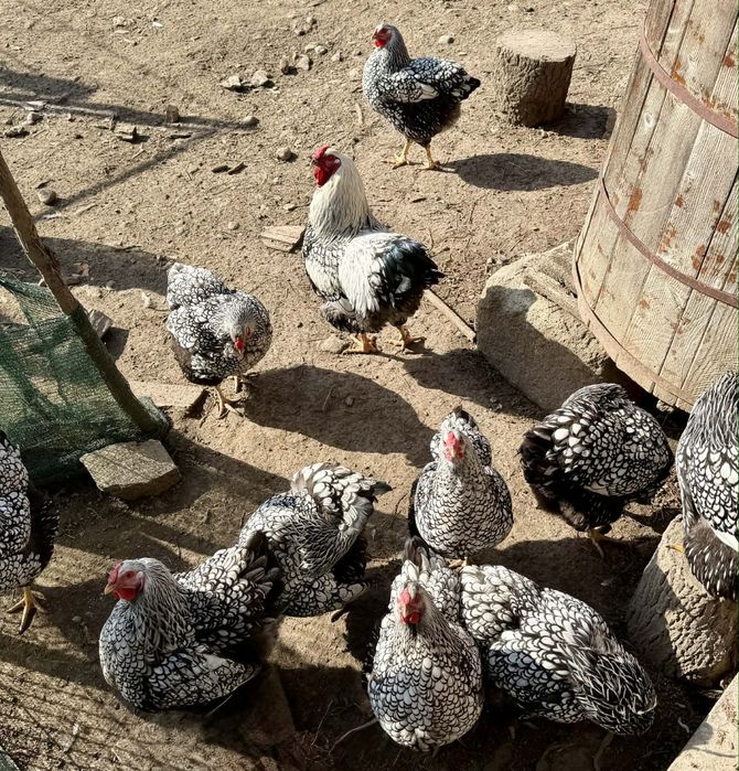 Oua Wyandotte Argintiu