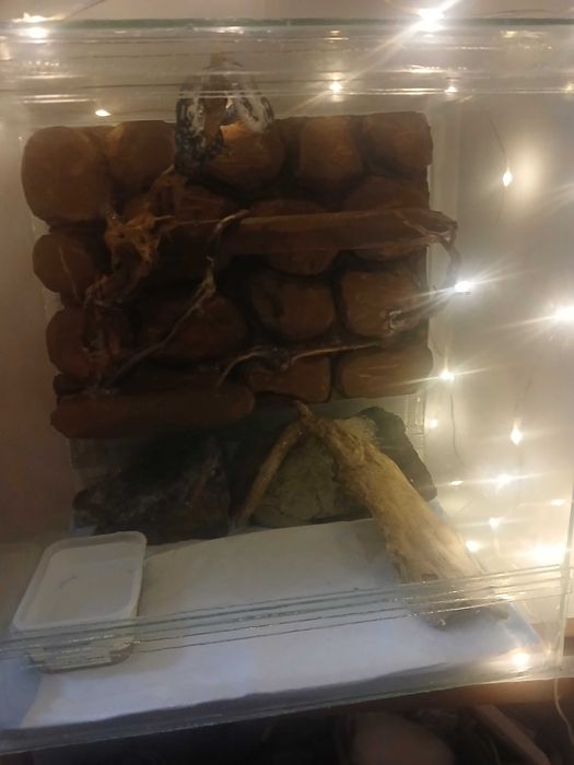 Ковровый питон чейни