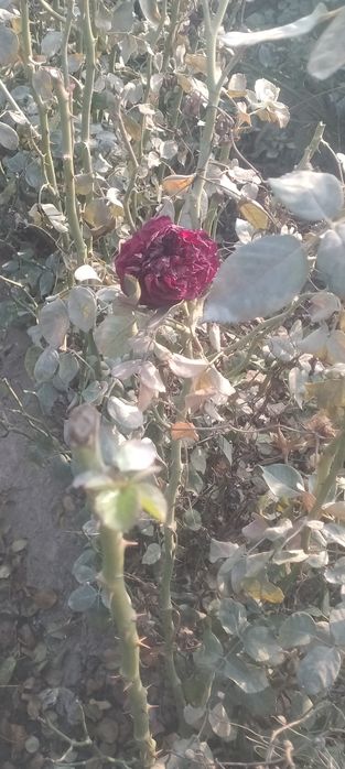 Гарантия асартимент дехкончилик атиргул Кучатлари Сотилади