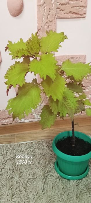 Комнатные цветы и растения