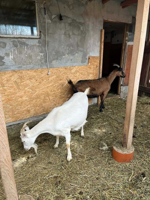 Ieduțe saanen de vânzare Voinești Iași