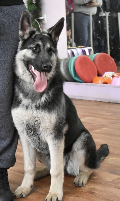 Предлагаются к бронированию щенки ВЕО