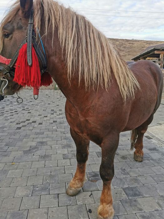 Armasar de 5 ani de vanzare