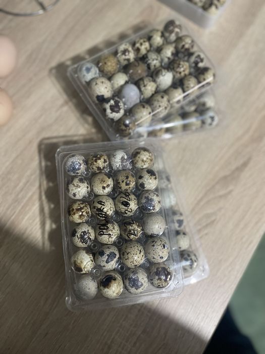 Vand oua prepelite ( pt consum)