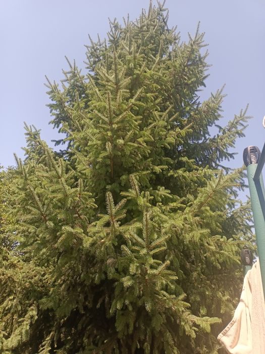 Продам ель 10 метров