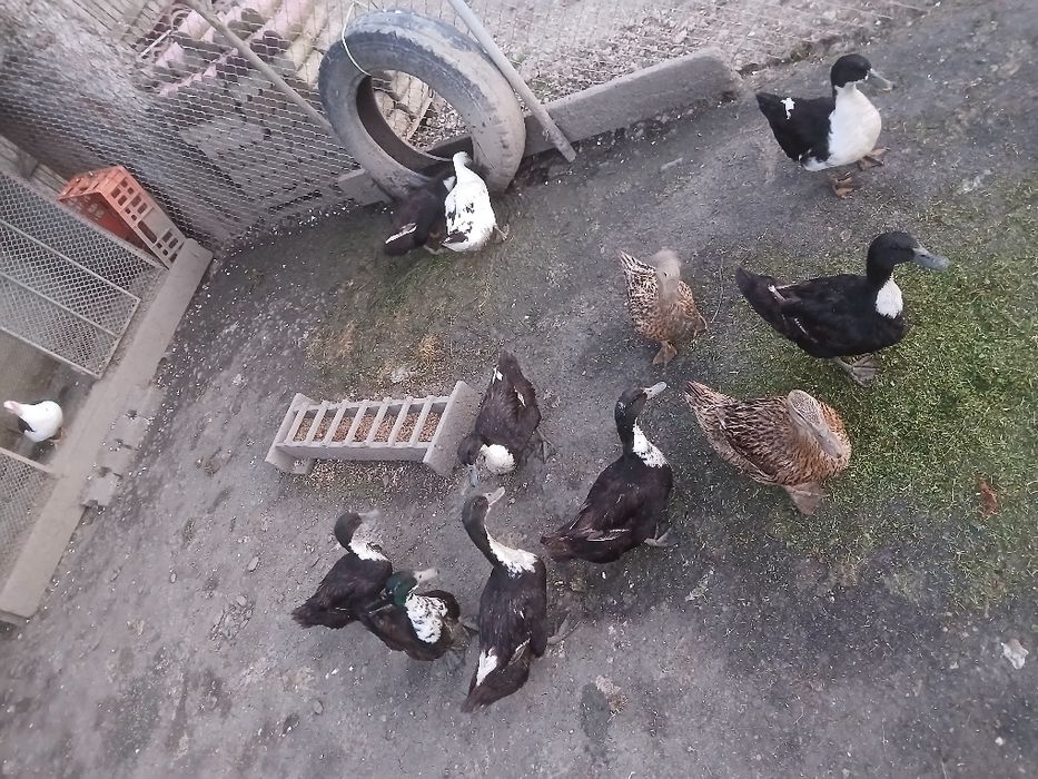 Rațe românești de vânzare