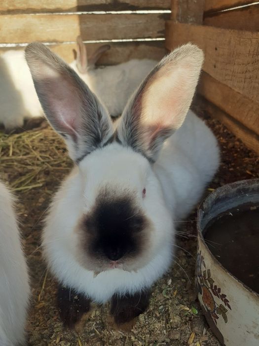 Vand iepuri californieni