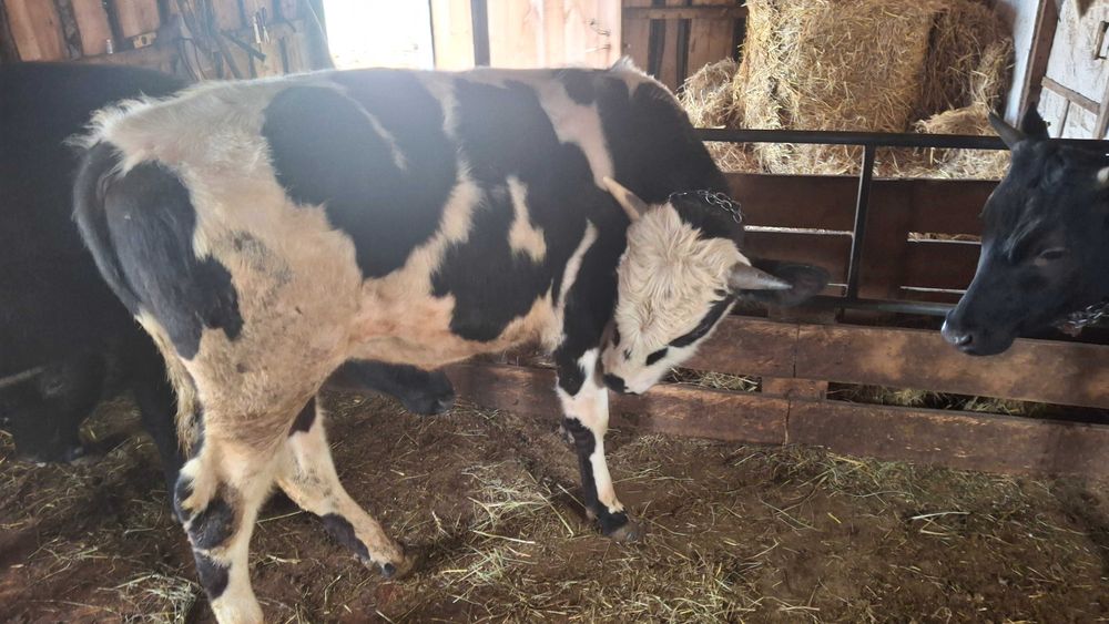 Продам бычков на доращивание