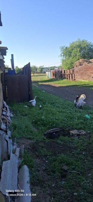 Продам индюков семейный