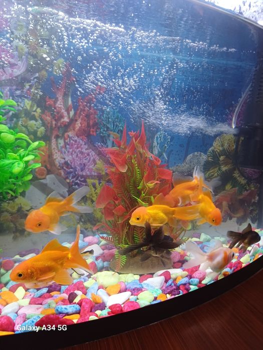Akvarium baligi bilan yangi 700000 som