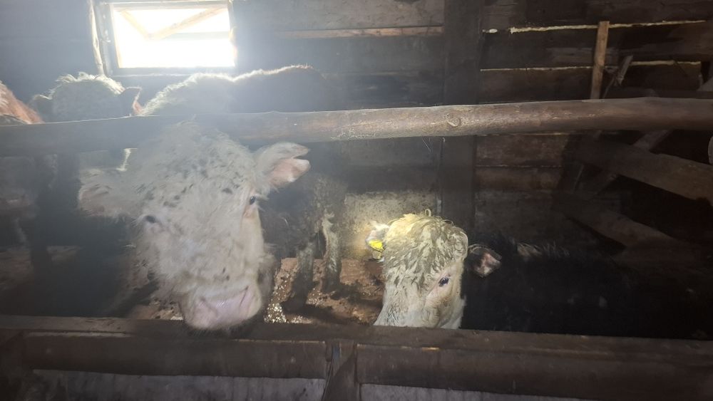 Продам бычков 1.5-2г