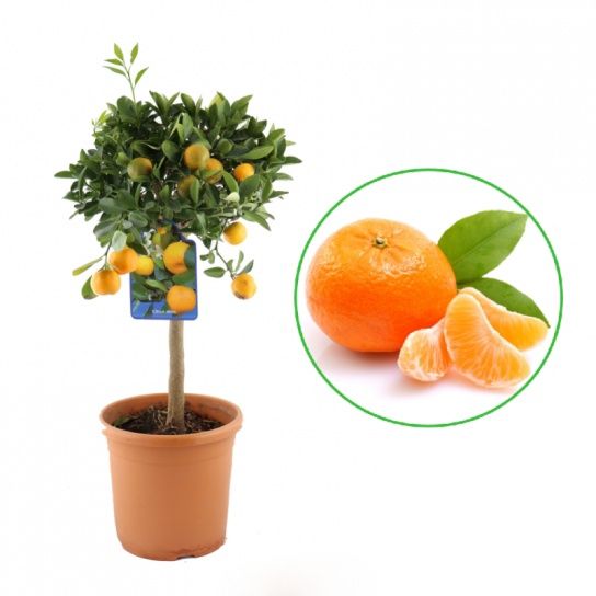 Mandarin ALTOIT La Ghiveci