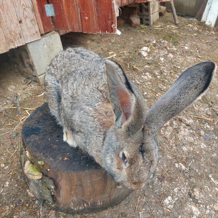 Vând iepuri de rasă uriaș german și fluture german