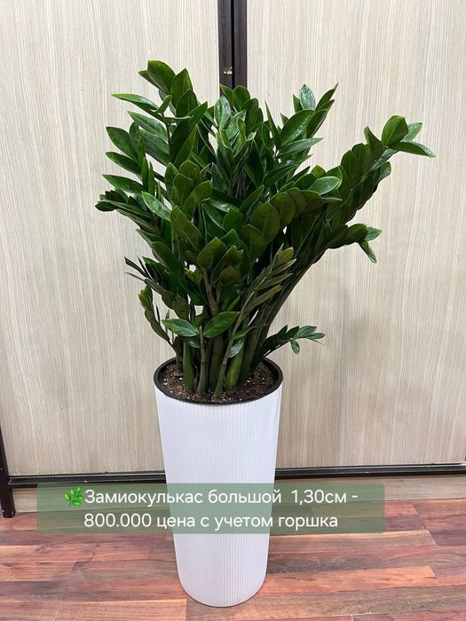 Монстеры, Замиокулькасы и Сансевиерии