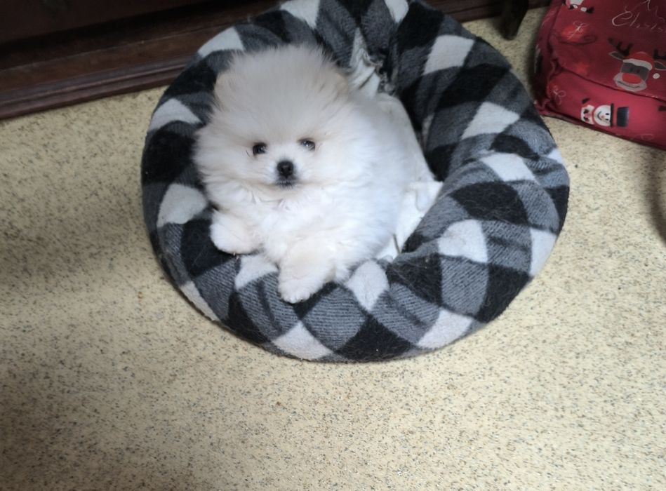 Померан мини момче