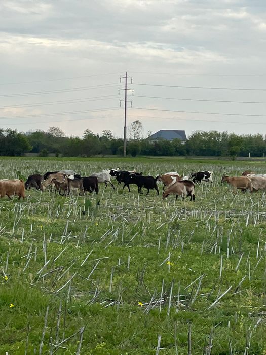 Vand 5 capre  grase bune pentru sacrificare sau de tinut