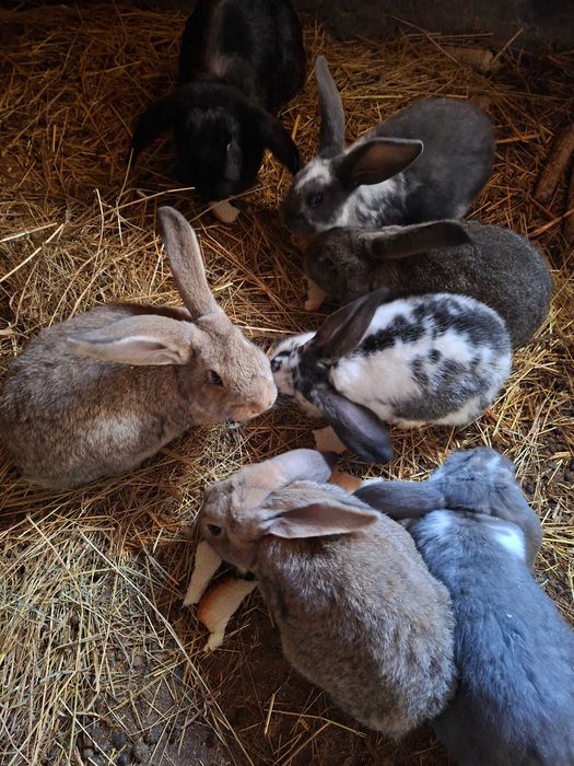 Iepurași de vânzare