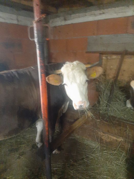 Vând,juninca,baltata,montata