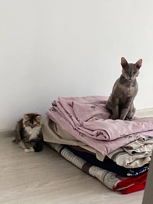 Передержка животных в Алматы