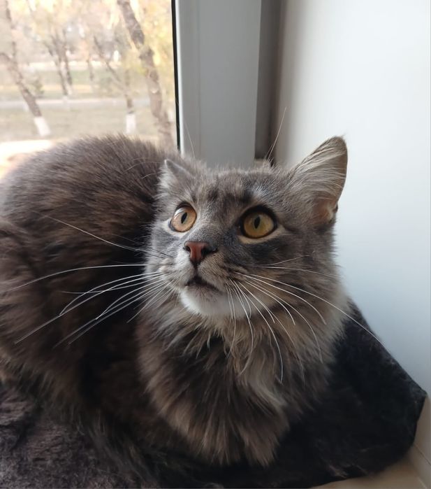 Кошка!Срочно!     !