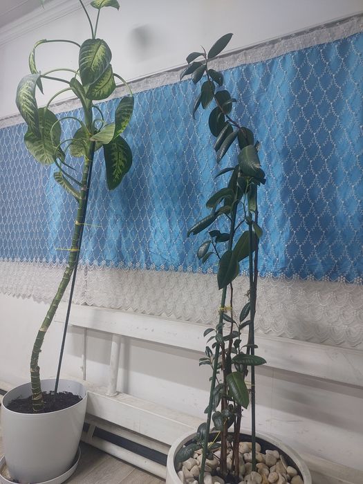 Продам  срочно растение