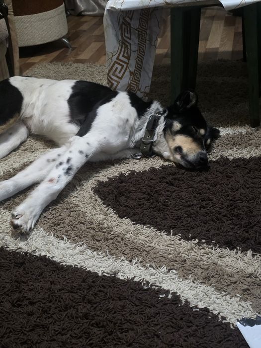 Заберите пожалуйста собачку