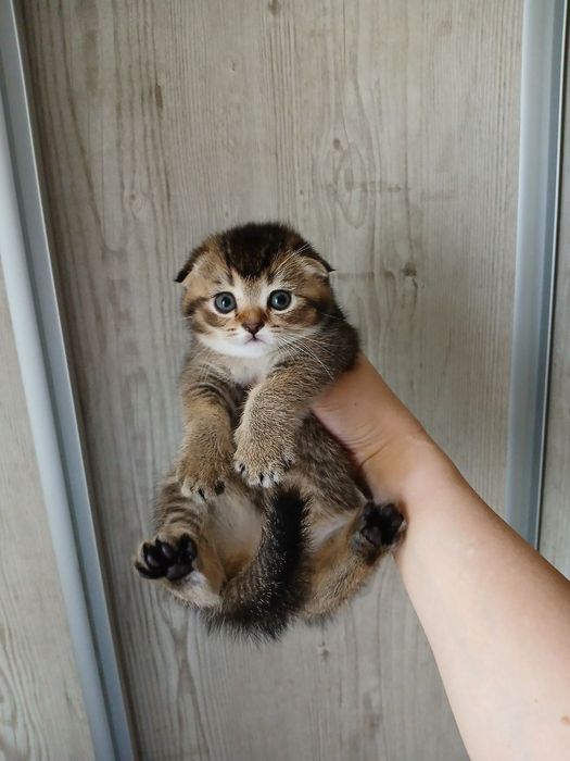 продаю котёнка девачку