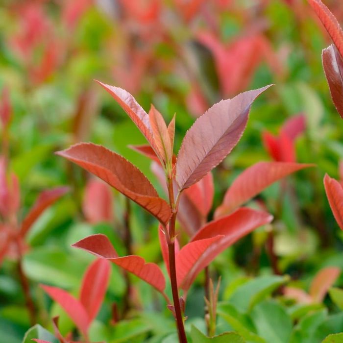 Photinia Red Robin pentru Gard Viu, pepiniera Timișoara