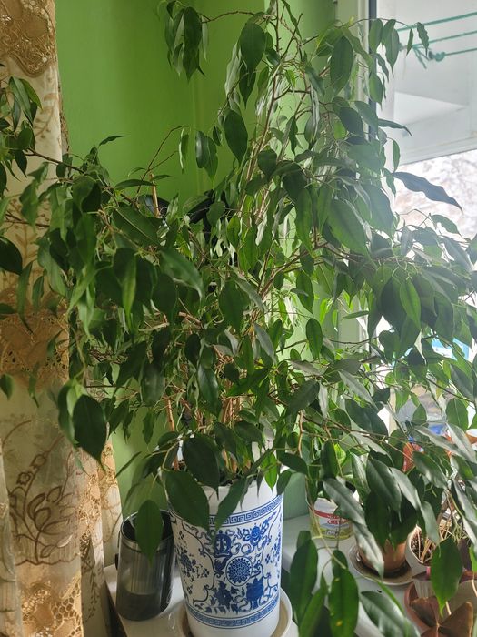 Фикус вечнозеленая красота