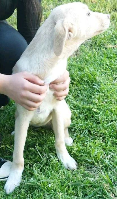 ПОДАРЯВАМ СПЕШНО ГОНЧЕТА ТЪРСЯТ ДОМ !!! – 5 малки бебета пазачи.