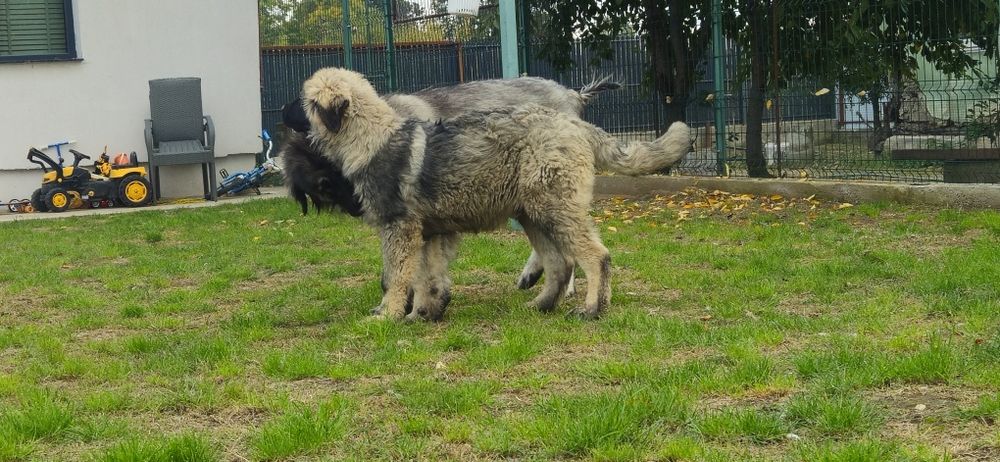Ciobanesc Caucazian Mascul