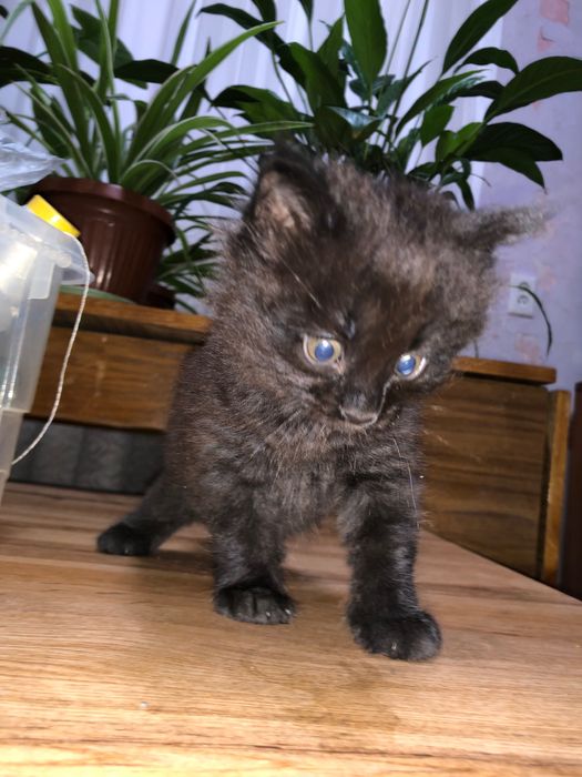 Катета домашним отдадим в ответственные руки