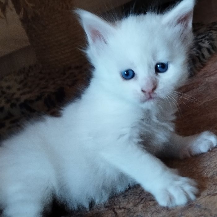 Продам котенка Мейн -куна