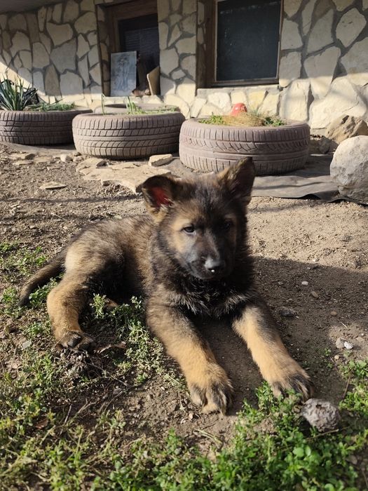 Немска овчарка - сивак