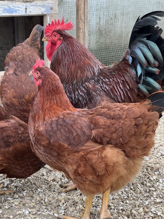 Ханхяп Hanxyp жўжалар сотиллади тозза зот Ота онаси кореядан