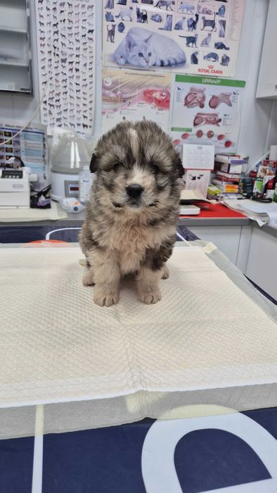 Donez cățelușă sterilizata pe nume Yuky!