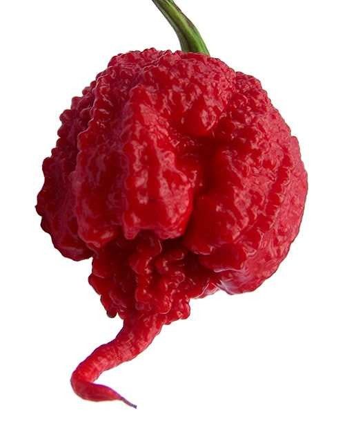Семена от Carolina reaper