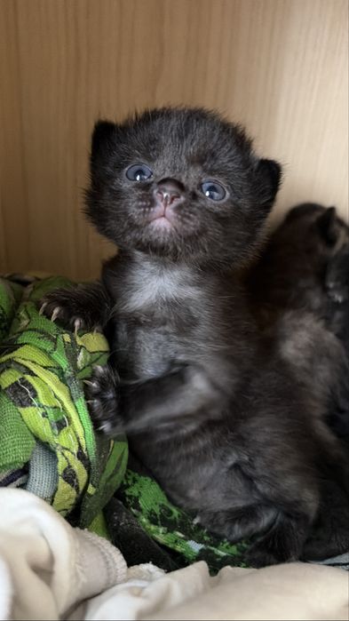 отдам котят в добрые руки