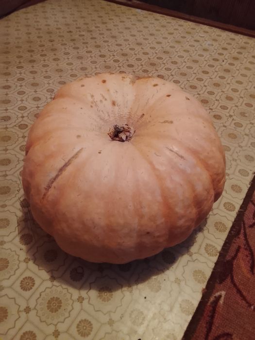 Тыква домашняя !