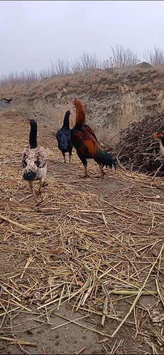 Dakan ishqiboziga tuxumlari sotiladi