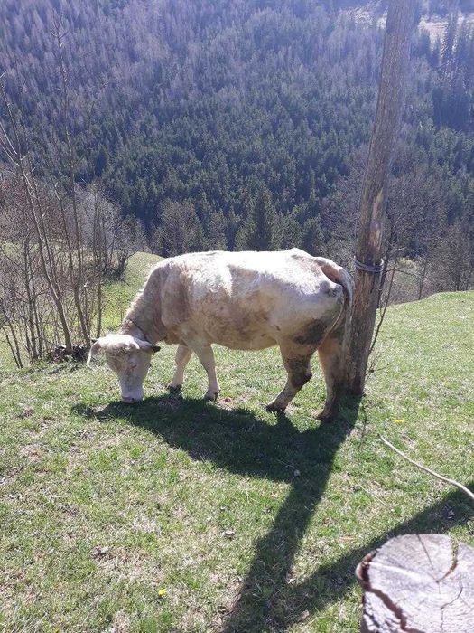 Vând vaca româneasca