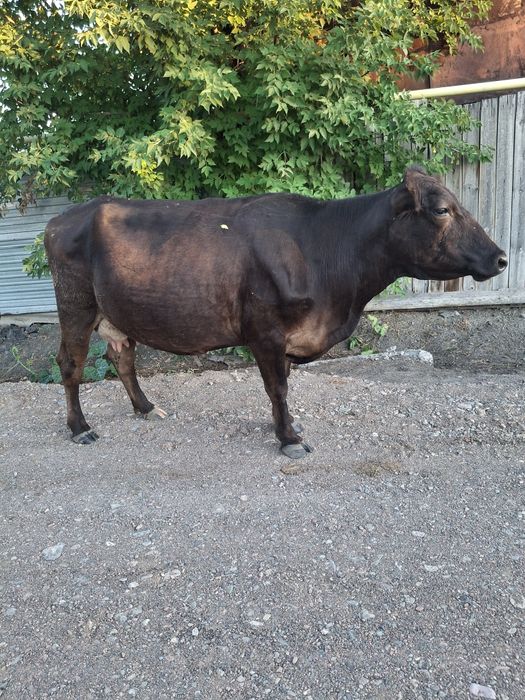 Продам корову стельную
