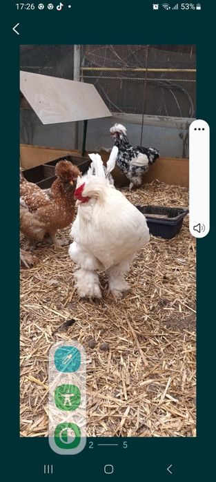 Vand oua pentru incubat de Strumski