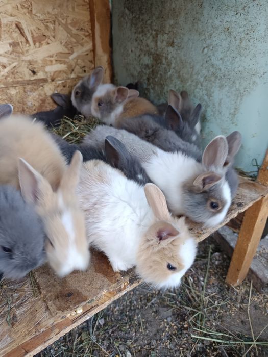Iepuri pitici frumos
