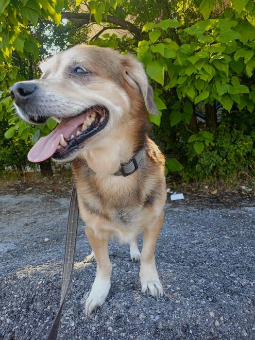 Разхождане на кучета, гледане на котки