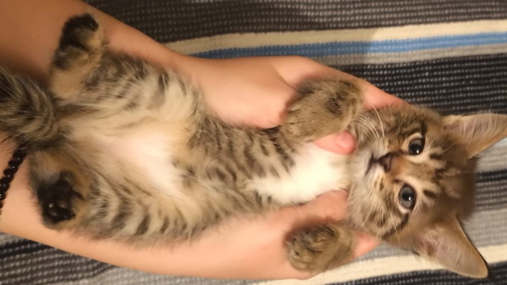 Котенок девочка,красивая,игривая,к лотку приучена,ей 1,5 месяца