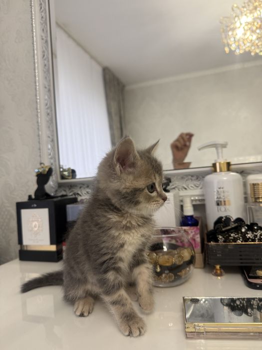 Шотландский котенок 2мес