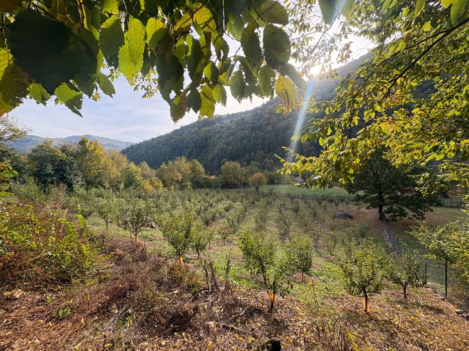 Livada in zona Pângărăcior neamt