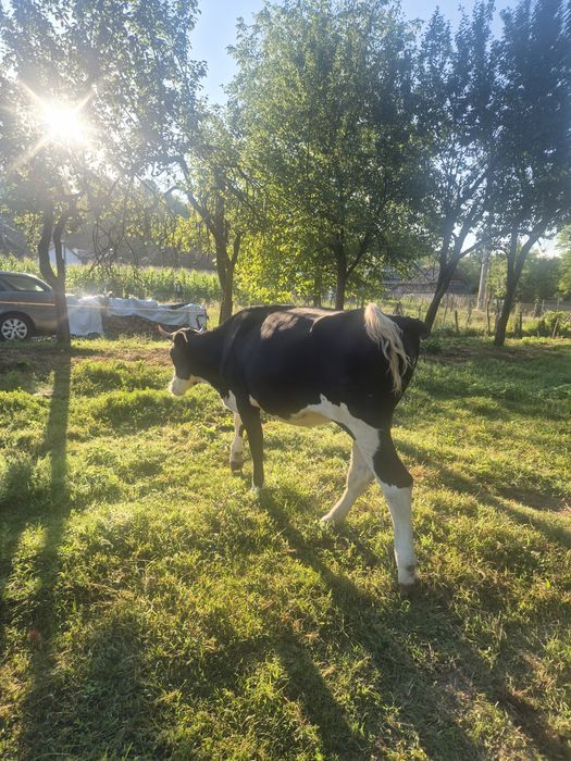 Vând junincă holstein 1 an și 7 luni